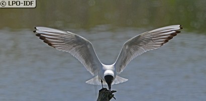 Mouette rieuse
