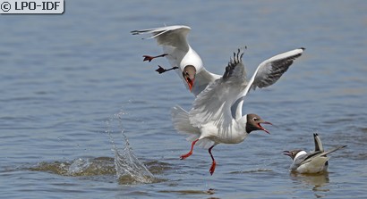 Mouette rieuse