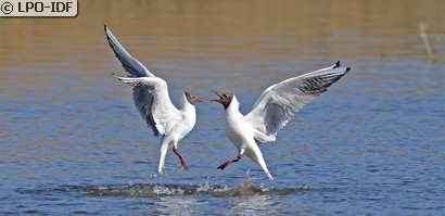 Mouette rieuse