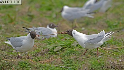 Mouette rieuse