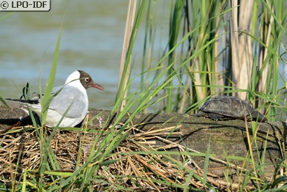 Mouette rieuse
