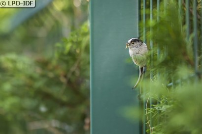 Mésange à longue queue