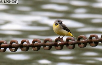 Bergeronnette des ruisseaux