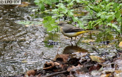 Bergeronnette des ruisseaux