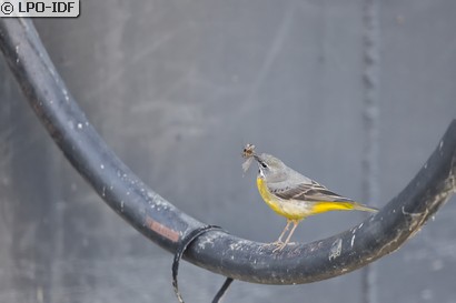 Bergeronnette des ruisseaux