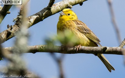Bruant jaune