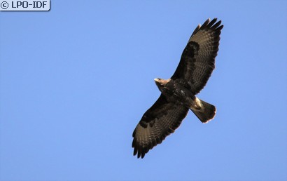Buse variable