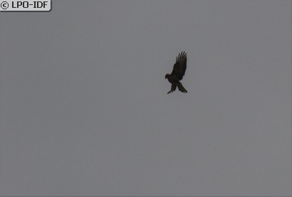 Buse variable