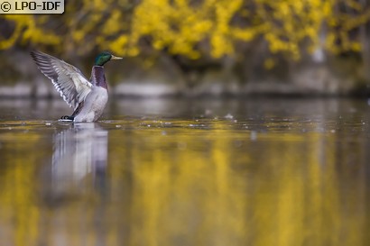 Canard colvert