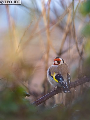 Chardonneret élégant