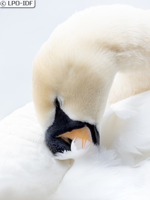 Cygne tuberculé