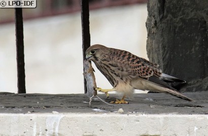 Faucon crécerelle