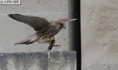 Faucon crécerelle