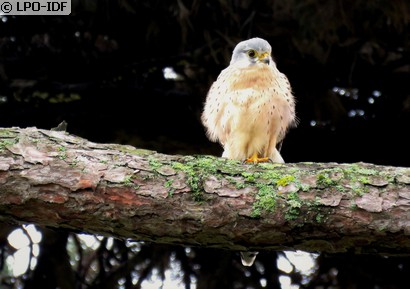 Faucon crécerelle