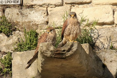 Faucon crécerelle