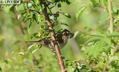 Fauvette grisette