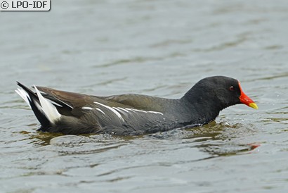 Gallinule poule-d'eau