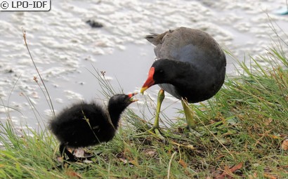 Gallinule poule-d'eau