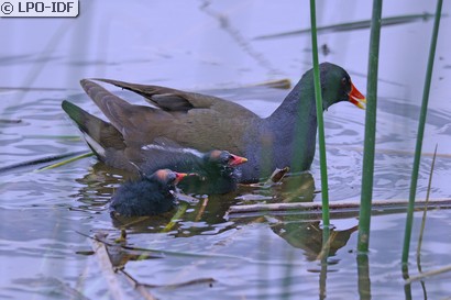Gallinule poule-d'eau