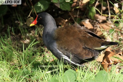Gallinule poule-d'eau