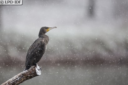 Grand Cormoran