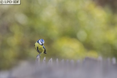 Mésange bleue