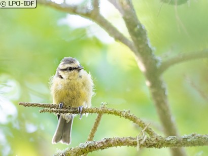 Mésange bleue