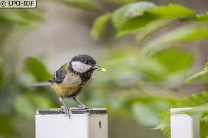 Mésange charbonnière