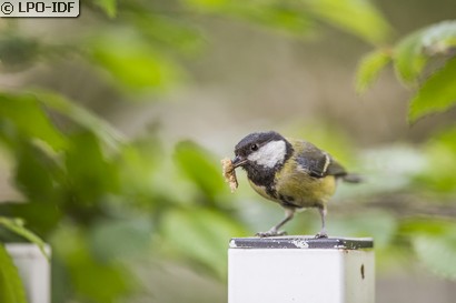 Mésange charbonnière