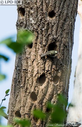 Mésange charbonnière