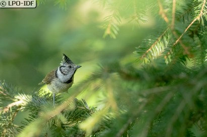 Mésange huppée