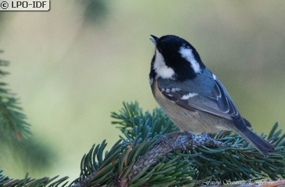 Mésange noire