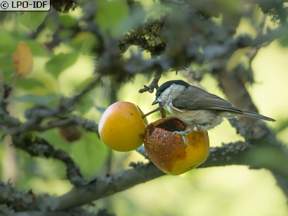 Mésange nonnette