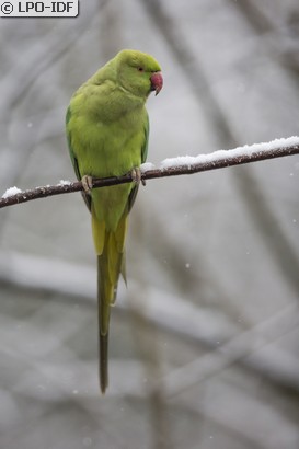 Perruche à collier