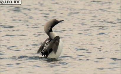 Plongeon arctique