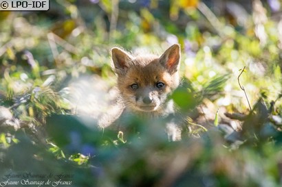 Renard roux