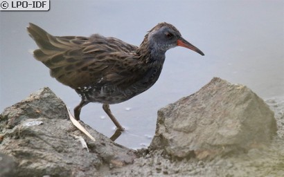 Râle d'eau