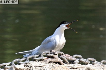 Sterne caugek