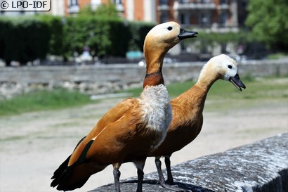 Tadorne casarca