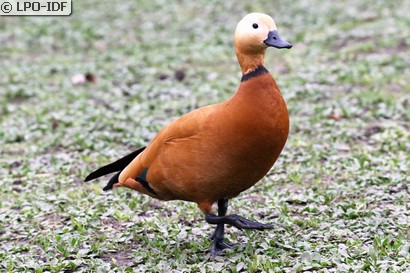Tadorne casarca