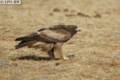 Aigle botté