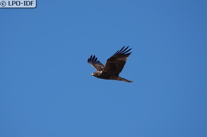 Aigle botté