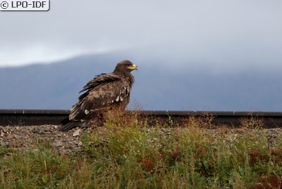 Aigle des steppes
