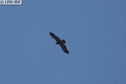 Aigle des steppes