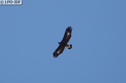 Aigle royal