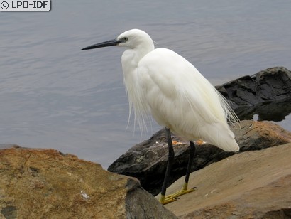 Aigrette garzette