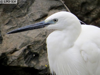 Aigrette garzette