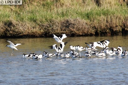 Avocette élégante