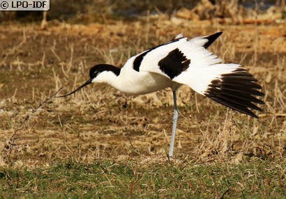 Avocette élégante