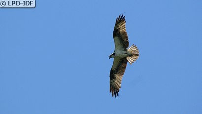 Balbuzard pêcheur